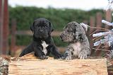 DOGUE ALLEMAND 974